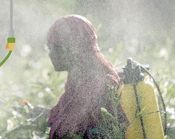 ¡PROHÍBE SADER 35 PLAGUICIDAS PELIGROSOS, ENTRE ELLOS EL DDT!