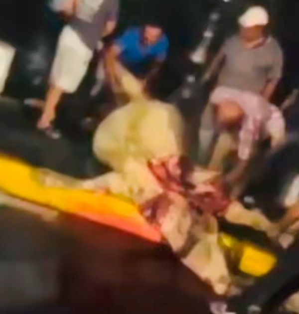 ¡SALVAN VACA, PERO AL FINAL LA HACEN CACHITOS!