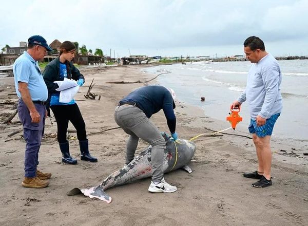 ¡APARECE MUERTO UN DELFÍN!