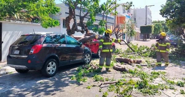 ¡NORTAZO ARRANCÓ ÁRBOL Y APLASTÓ DOS CAMIONETAS EN EL REFORMA!