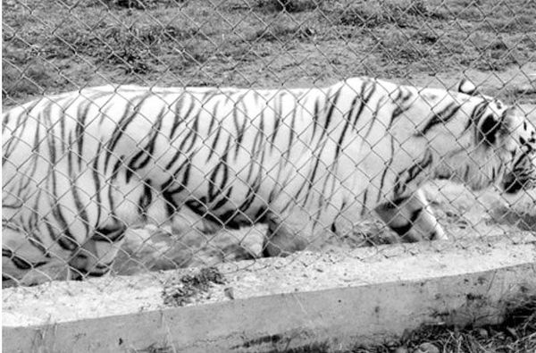¡ENCUENTRAN MUERTO A TIGRE DE BENGALA QUE SE FUGÓ DE ZOOLÓGICO!