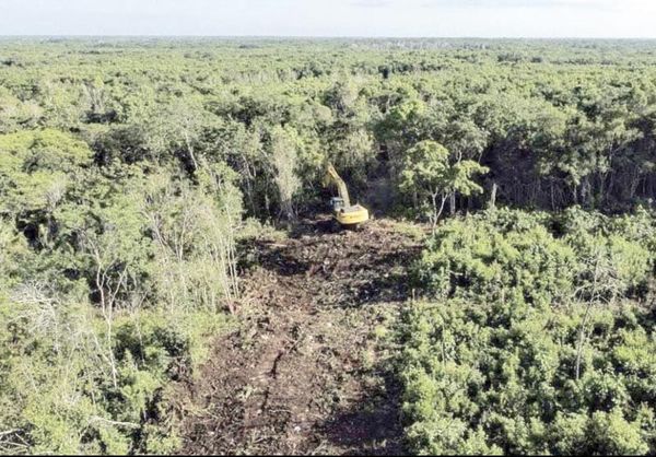 ¡TREN MAYA: EL NUEVO PODER JUDICIAL RECHAZA AMPARO PARA DETENER DESTRUCCIÓN DE SELVA!