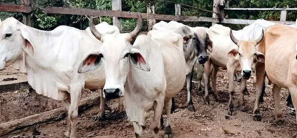 ¡LENCHO DENUNCIÓ A SU HERMANO POR ROBARSE 10 VACAS!