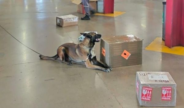 ¡ASEGURAN CASI UN KILO DE MARIHUANA EN PAQUETERÍA FEDEX!