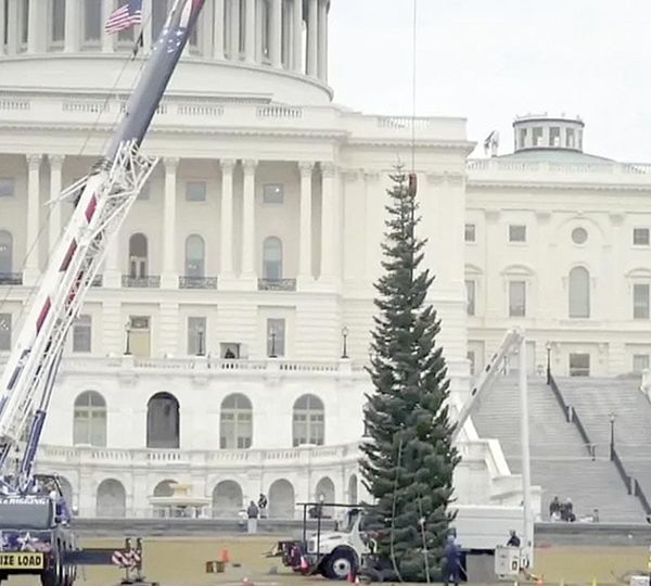 ¡LLEGA MEGA- ÁRBOL DE NAVIDAD AL CAPITOLIO!