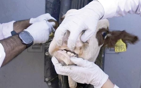 ¡EXTIENDEN A TODO EL PAÍS OPERATIVO CONTRA GUSANO BARRENADOR!