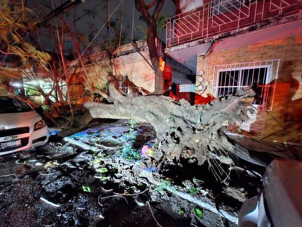 ¡CAE ÁRBOL POR EL NORTAZO Y DEJÓ A OSCURAS A LA COLONIA!