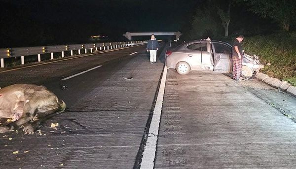 ¡CHOCÓ CONTRA VACA Y CASI PIERDE LA VIDA!