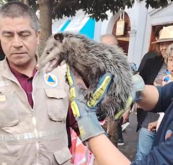 ¡RESCATAN A TLACUACHE!