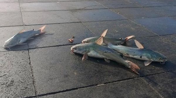 ¡TIRA ÁRBOLES Y PLAYAS CERRADAS! - *Hubo rachas de viento de hasta 88.4 km/h por el frente frío 25