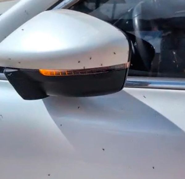 ¡NOS INVADEN LOS BICHOS!