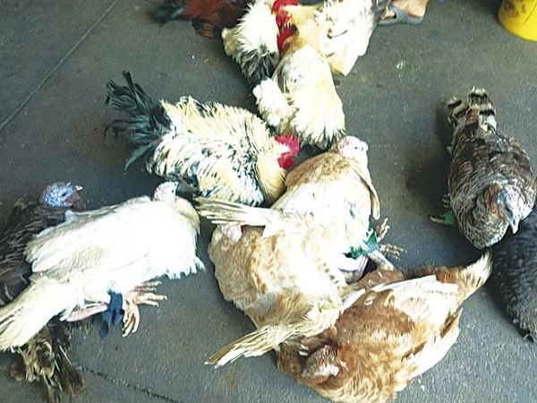 ¡NO SE VENDIERON LOS GUAJOLOTES!