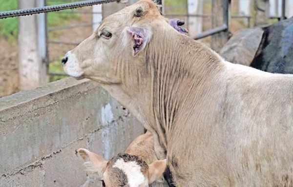 ¡DE 15 MIL MDP, AFECTACIÓN POR GUSANO BARRENADOR!