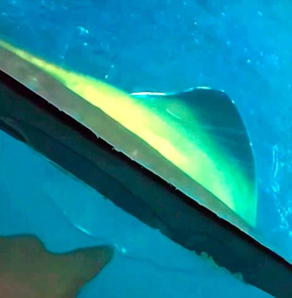 ¡SE SALE EL AGUA A LAS PECERAS! - DEL AQUARIUM