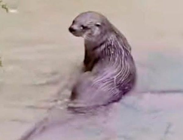 ¡ALERTAN CAZA ILEGAL DE NUTRIAS!