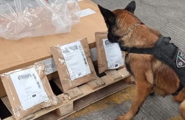 ¡ASEGURAN MÁS DROGA EN EMPRESA DE PAQUETERÍA!