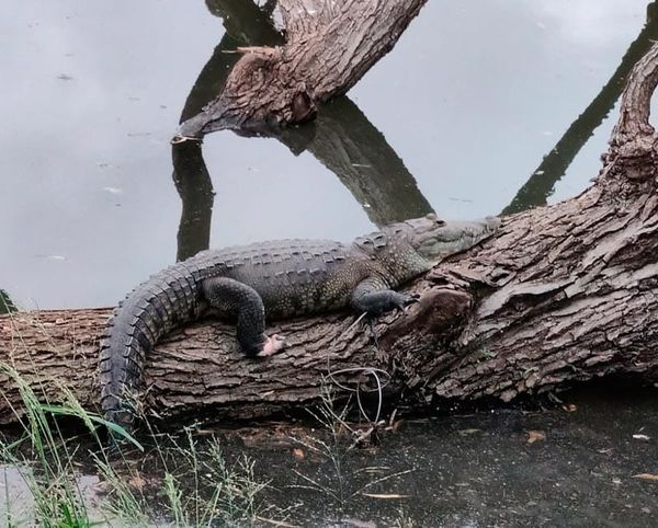 ¡ENCUENTRAN AL “MONSTRUO” DE LA LAGUNA!