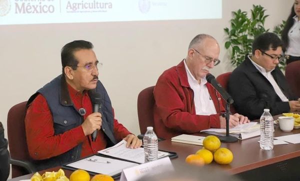 ¡VAN A MANDAR UNA AVISPA! - *Para combatir plagas en cítricos de Veracruz