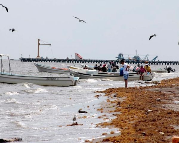 ¡VEDA DEL PULPO EN EL PARQUE ARRECIFAL!
