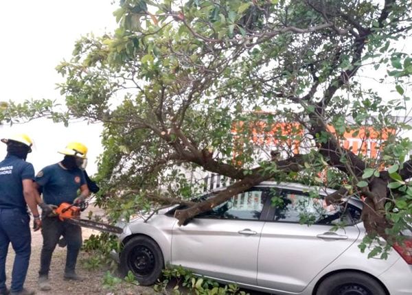 ¡TIRÓ HASTA ÁRBOLES! - EL NORTAZO