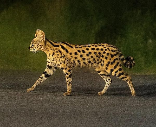 ¡ESCAPA FELINO AFRICANO EN LA RIVIERA! - *Hasta con drones lo buscaban