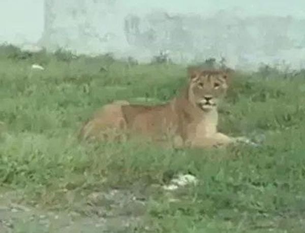 ¡ZORRA GRIS Y COYOTES EN LA RIVIERA! - *Temen que los puedan atropellar