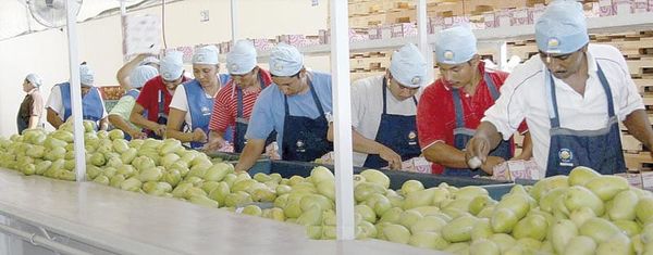 ¡POR LA PLAGA BLOQUEAN EXPORTACIÓN DE MANGO!