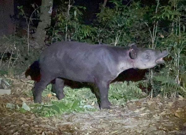 ¡SE LLEVARON A PANCHITO!