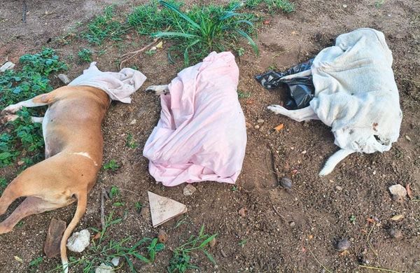 ¡ENVENENAN A 4 PERRITOS EN COATZACOALCOS!
