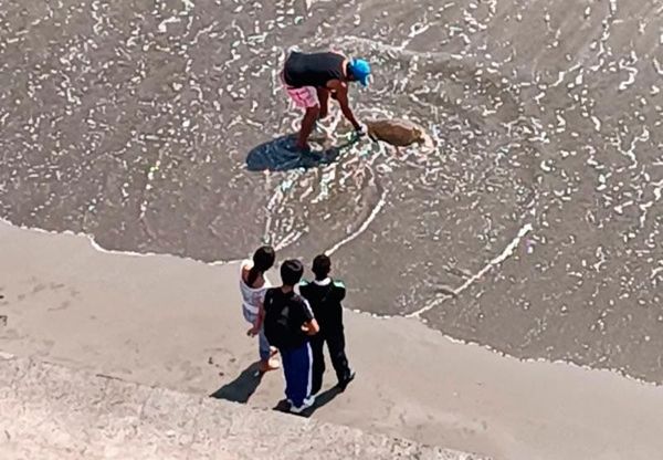 ¡APARECE OTRA TORTUGA MUERTA!