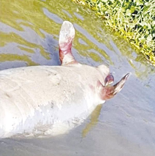 ¡HALLAN MANATÍ SIN VIDA EN EL RÍO COATZACOALCOS!