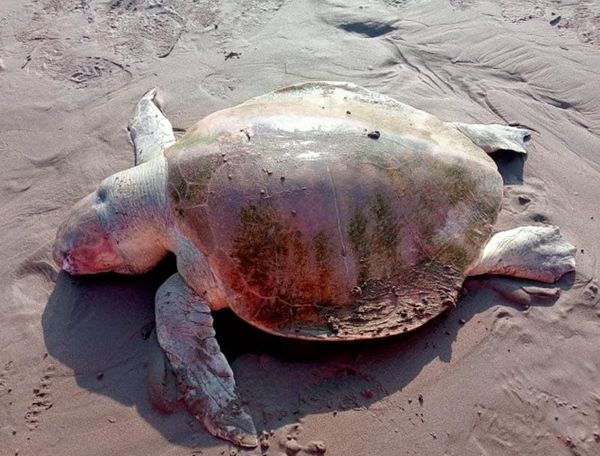 ¡TORTUGAS MARINAS Y UN DELFÍN MUERTOS!