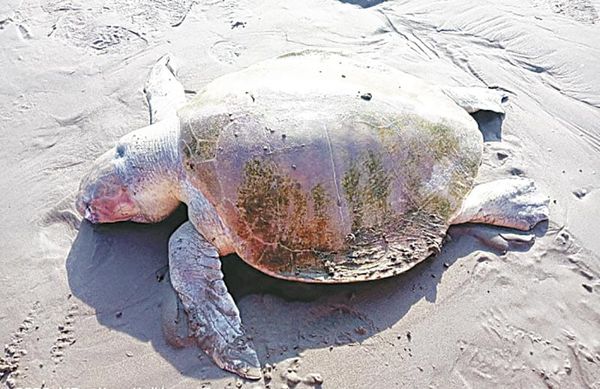 ¡HUELE A GUACHICOL! - UYUYYYUYYY...