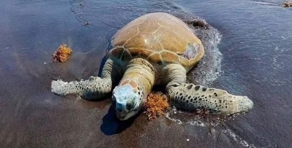 ¡TORTUGAS MUERTAS! - EN CHALCHIHUECAN
