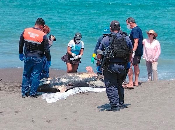 ¡APARECE OTRO DELFÍN! - *En playas de Riviera Veracruzana