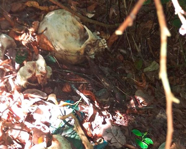 ¡ENCUENTRAN HUESOS Y CRÁNEO HUMANO EN UN CERRO DE CATEMACO!