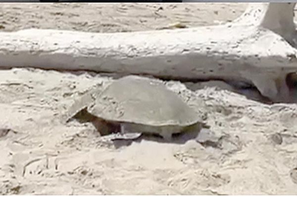 ¡LLEGAN TORTUGAS A PLAYAS DE TAMAULIPAS EN MEDIO DE DERRAME!