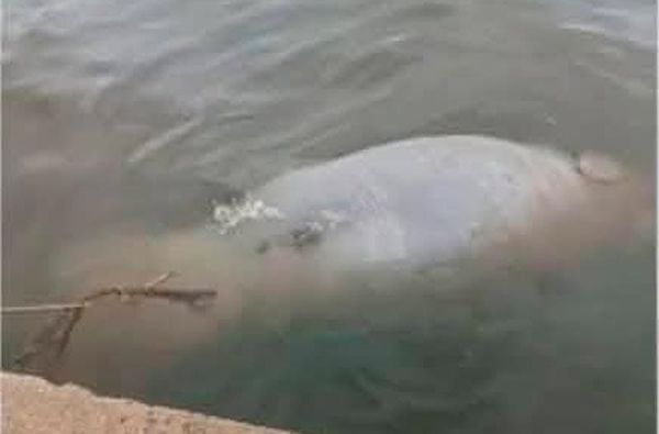 ¡APARECEN MUERTOS MANATÍ Y PELÍCANO! - *24 horas antes se reportó la llegada de más chapopote a playas de Coatza