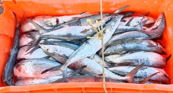 ¡BAJA LA PESCA! - DE ROBALO, SIERRA Y PETO