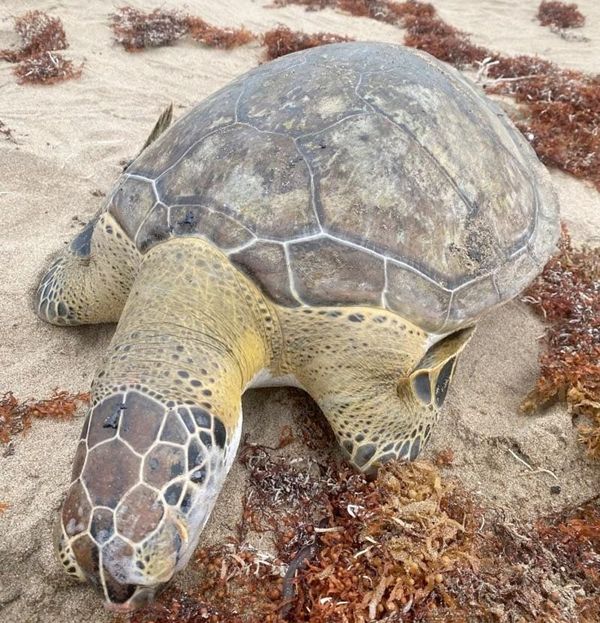 ¡OTRA TORTUGA MUERTA!