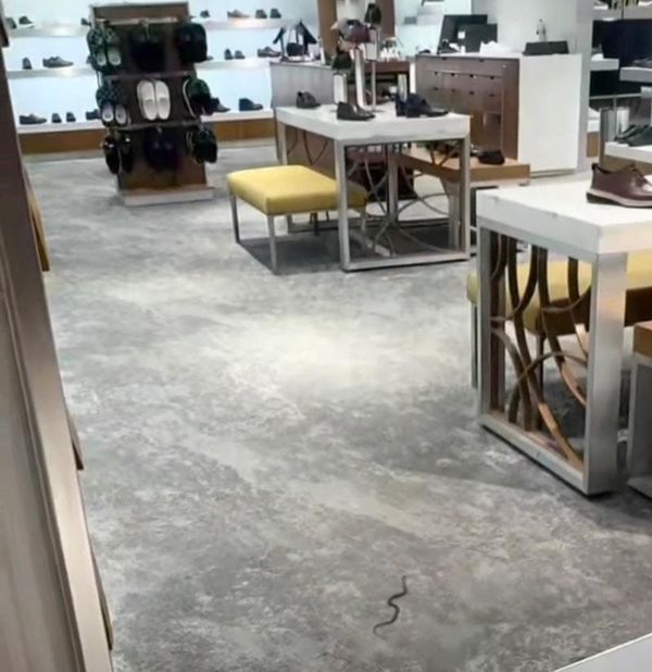 ¡SE LE APARECE UN “MONSTRUITO”! - *Era una serpiente ratonera en tienda de lujo de Boca del Río