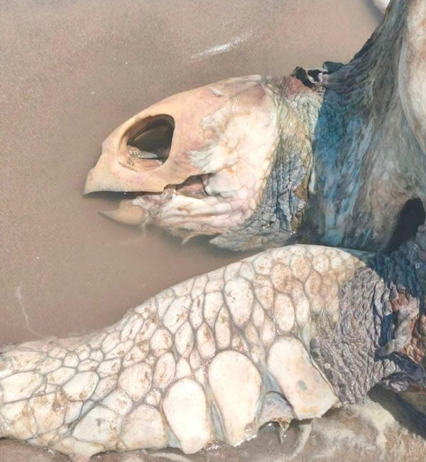 ¡ENCUENTRAN TORTUGA SIN VIDA EN CAZONES!