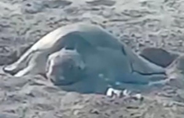 ¡RESCATAN 101 HUEVOS DE TORTUGA LORA!