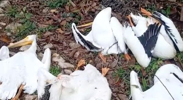 ¡PELÍCANOS MUERTOS! - ALERTAN CONTAMINACIÓN