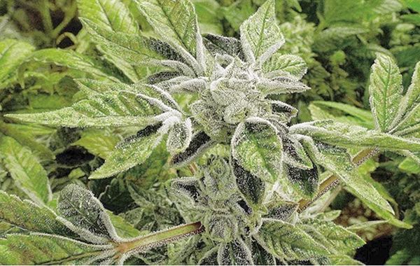 ¡RECLASIFICA EU LA MARIHUANA MEDICINAL COMO LA DROGA MENOS PELIGROSA!