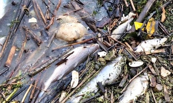 ¡ALERTA EN CAZONES! - POR PECES MUERTOS