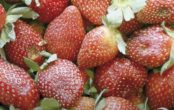 ¡ANALIZA EU IMPONER ARANCEL DE 18% A FRESAS DE MÉXICO!