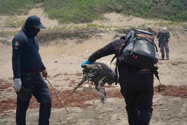 ¡CHAPOPOTE EN LA PLAYA CARRIZAL! - Y RECOGEN CASI UNA TONELADA