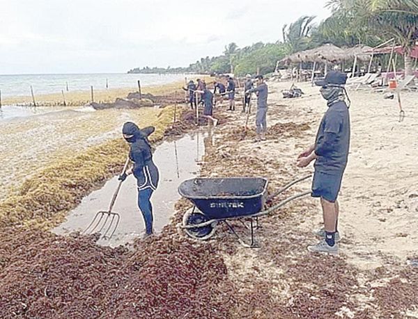 ¡RECOLECTA MARINA 16 MIL TONELADAS DE SARGAZO EN QR!