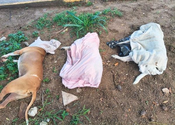 ¡ENVENENAN OCHO PERROS EN XALAPA!